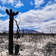 desert after climate change