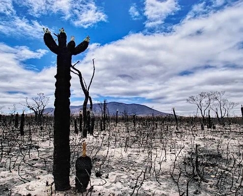 desert after climate change