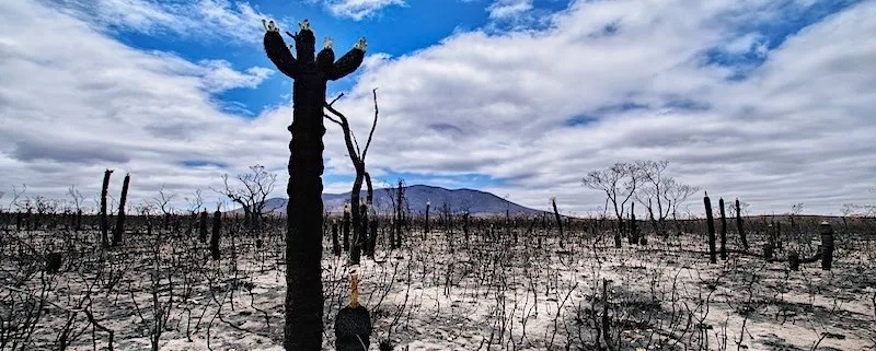 desert after climate change